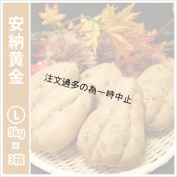 画像1: 安納黄金　Lサイズ(3箱セット)<br><span class="red">【2025年度のご予約受付中】</span><br /> (1)