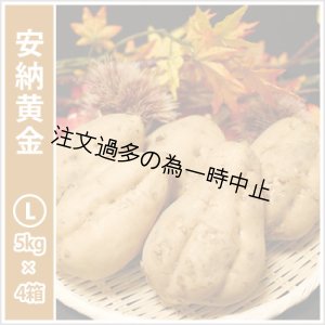 画像: 安納黄金　Lサイズ(4箱セット)  【2025年度のご予約受付中】  