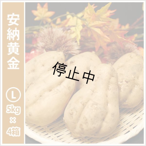 画像1: 安納黄金　Lサイズ(4箱セット)<br><span class="red">【停止中】</span><br /> (1)