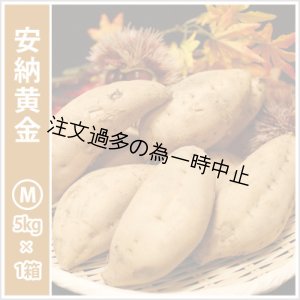 画像: 安納黄金　Mサイズ   【2025年度のご予約受付中】  