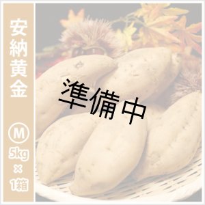 画像: 安納黄金　Mサイズ   【2026年度ご予約開始】  
