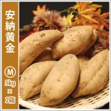 画像: 安納黄金　Mサイズ(2箱セット)   【2026年度ご予約開始】  