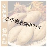 画像: 安納黄金　Mサイズ(3箱セット)  【2025年度のご予約開始まで今しばらくお待ちください】  