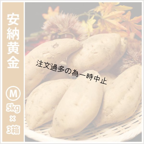画像1: 安納黄金　Mサイズ(3箱セット)<br><span class="red">【2025年度のご予約受付中】</span><br /> (1)