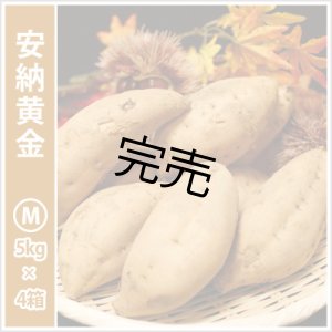 画像: 安納黄金　Mサイズ(4箱セット)   【今シーズンの受付は終了いたしました】  