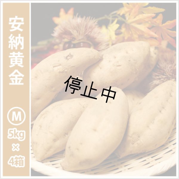 画像1: 安納黄金　Mサイズ(4箱セット) <br><span class="red">【停止中】</span><br /> (1)