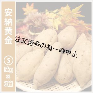 画像: 安納黄金　Sサイズ(3箱セット)   【2025年度のご予約受付中】  
