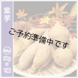 画像: 紫芋　S〜Lサイズミックス  【2025年度のご予約開始まで今しばらくお待ちください】  