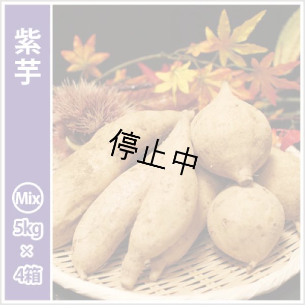 画像1: 紫芋　S〜Lサイズミックス(4箱セット)<br><span class="red">【今期は販売中止】</span><br /> (1)