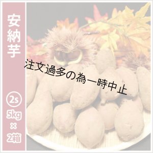 画像: 安納芋　コロコロ2Sサイズ(2箱セット)   【2025年度のご予約受付中】  