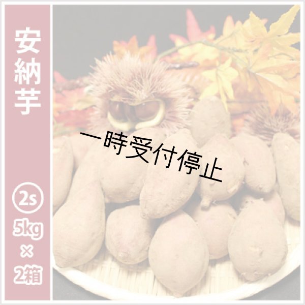 画像1: 安納芋　コロコロ2Sサイズ(2箱セット) <br><span class="red">【2024年度のご予約スタート！お届けは12月初旬予定！】</span><br /> (1)