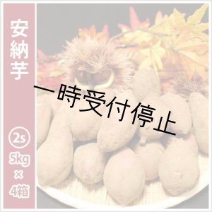 画像: 安納芋　コロコロ2Sサイズ(4箱セット)   【2024年度のご予約スタート！お届けは12月初旬予定！】  