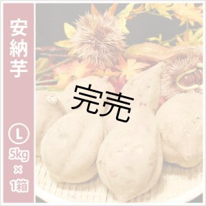 画像: 安納芋 Lサイズ 【今シーズンの受付は終了いたしました】