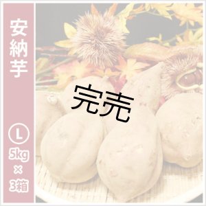画像: 安納芋 Lサイズ(3箱セット) 【今シーズンの受付は終了いたしました】