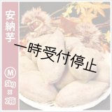 画像: 安納芋　Mサイズ(2箱セット)   【2024年度のご予約スタート！お届けは12月初旬予定！】  
