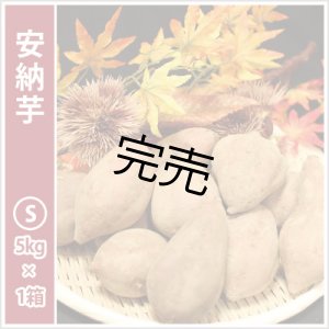 画像: 安納芋　Sサイズ　  【シーズン最後の感謝セール価格】  